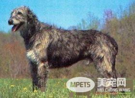 爱尔兰猎狼犬吃什么 其实养犬还是喂狗粮好