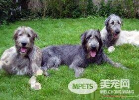 爱尔兰猎狼犬吃什么 其实养犬还是喂狗粮好