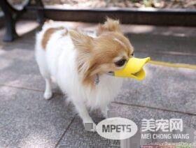 狗为什么吃屎不怕臭吗？来看看最科学的解答