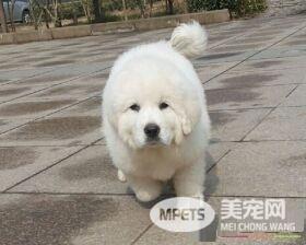 狗吃土是怎么回事 这是狗狗不健康的表现