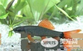 彩虹鲨混养 彩虹鲨的混养相关注意事项