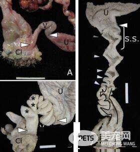 鸟怎么交配 对于绝大部分的鸟类是快枪手