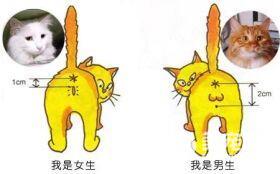 小猫怎么分辨公母 看小猫后面洞洞的位置
