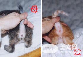 小猫怎么分辨公母 看小猫后面洞洞的位置
