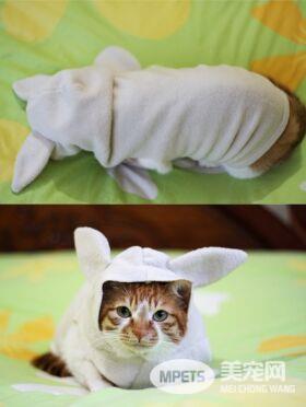 怎样给小猫做衣服 可自己动手DIY衣服