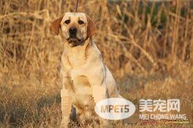 狗的不同姿态所表达的情绪  注意听懂狗的 “语言”