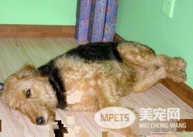 万能梗怎么训练 训练吃饭要定点定量喂狗狗吃饭
