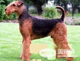 万能梗怎么训练 训练吃饭要定点定量喂狗狗吃饭