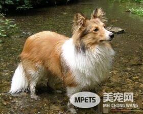 喜乐蒂牧羊犬怎样训练 最佳时期2到3个月开始训练