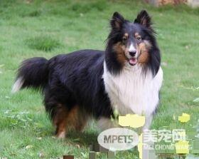 喜乐蒂牧羊犬怎样训练 最佳时期2到3个月开始训练