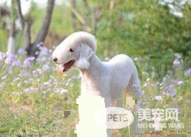 贝灵顿梗犬训练 训练时先将食物放在明显的地方