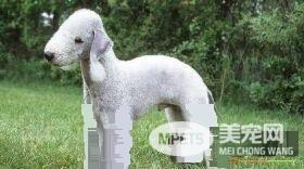贝灵顿梗犬训练 训练时先将食物放在明显的地方