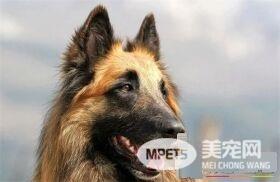 比利时牧羊犬训练难度 一种比较聪明的狗狗