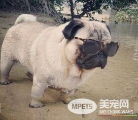 巴哥犬几个月可以训练 最好是从一个多月开始