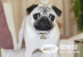 巴哥犬几个月可以训练 最好是从一个多月开始