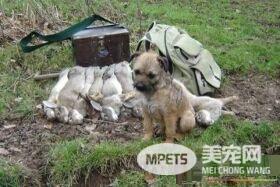 边境梗训练 姿势有利于让狗集中注意力训练