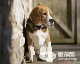 比格犬怎样服从训练 要保持一个良好的态度去训练