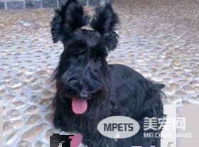 苏格兰梗如何训练 首先要让狗记住你对它的呼唤