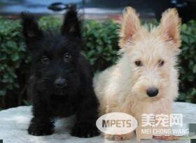 苏格兰梗如何训练 首先要让狗记住你对它的呼唤