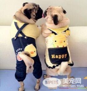 巴哥犬如何训练 最佳训练时间在3到4月龄