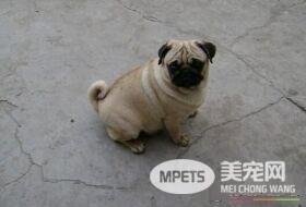 巴哥犬如何训练 最佳训练时间在3到4月龄