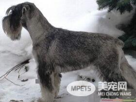 雪纳瑞训练大小便 训练在固定场所大小便