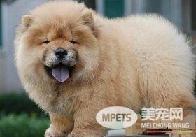 松狮犬如何训练 需要根据松狮犬的个性进行训练