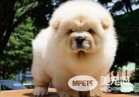 松狮犬如何训练 需要根据松狮犬的个性进行训练