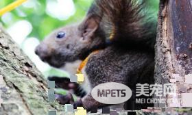 魔王松鼠怎么训练 在训练时切忌不能受到惊吓