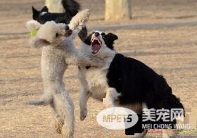 如何训练贝灵顿梗 一种非常灵敏好训练的狗狗