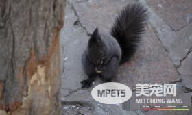 如何训练魔王松鼠 正确的训练时间才有最佳效果