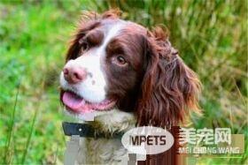 史宾格犬怎样训练 一种非常聪明容易训练的狗狗