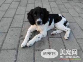 史宾格犬怎样训练 一种非常聪明容易训练的狗狗