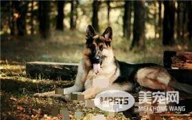 德国牧羊犬训练科目 德国牧羊犬三种训练方法