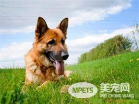 德国牧羊犬训练科目 德国牧羊犬三种训练方法