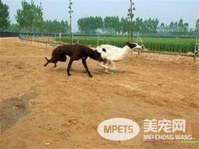 灵缇犬几个月训练 灵缇犬训练黄金期