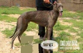 灵缇犬几个月训练 灵缇犬训练黄金期