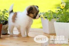 蝴蝶犬训练难度 蝴蝶犬的三种训练方式