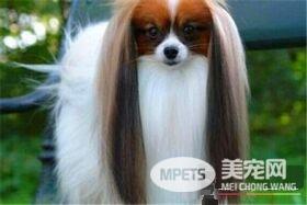 蝴蝶犬训练难度 蝴蝶犬的三种训练方式