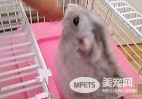 一线仓鼠怎么训练 训练仓鼠习惯你的气味