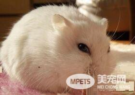 一线仓鼠怎么训练 训练仓鼠习惯你的气味