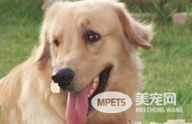 金毛寻回犬什么时候开始训练 一岁是最好训练时机