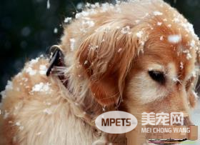 金毛寻回犬什么时候开始训练 一岁是最好训练时机