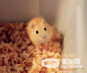 布丁仓鼠怎么训练 如何训练布丁仓鼠