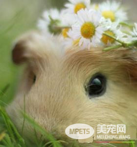 布丁仓鼠怎么训练 如何训练布丁仓鼠