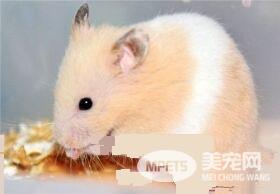 金丝熊怎么训练 金丝熊的训练最好尽早
