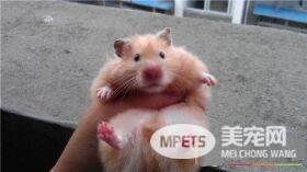 金丝熊怎么训练 金丝熊的训练最好尽早