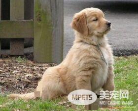 金毛寻回犬训练难度 训练还是有一定难度的