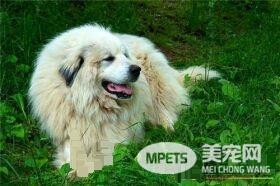 大白熊犬会护主吗 训练大白熊犬护主的方法