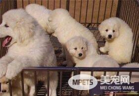 大白熊犬会护主吗 训练大白熊犬护主的方法